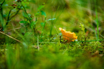 Chanterelle in the Swedish forest