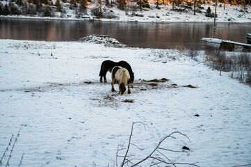 Winter landscape scene with forest and seaside mountains. Winter horse ground with tranquil view of...
