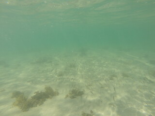 Ocean and fishes at Brazil Coast