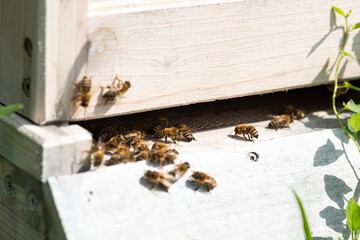 bienen bienenstock makro bienenvolk