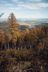 autumn forest. yellow dry trees. autumn in the mountains of the southern Urals. brown grass, landscape, larch dried up. peace and quiet, the beauty of nature