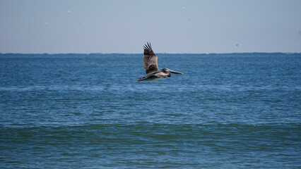 Naklejka premium kite surfing in the ocean