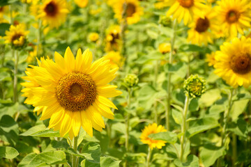 Fototapeta premium bright yellow sunflowers in Michigan sunflower field