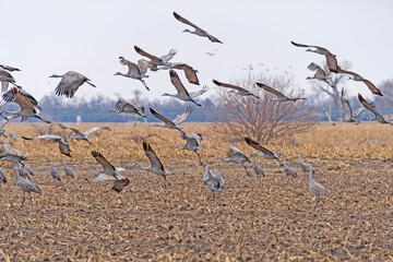 Sandhill Cranes Taking Off From a Farm Field