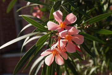 Fototapeta premium pink flower