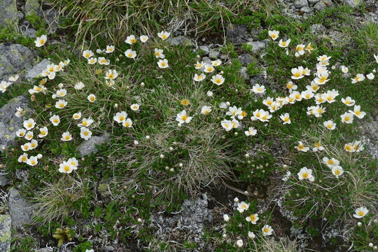 Dryas octopetala also driade branca, alpine tea, is an Arctic alpine flowering plant of the family Rosaceae.