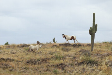 Naklejka premium Wild horses roaming the Sonoran Desert off highway 188 in the Tonto National Forest, Arizona.