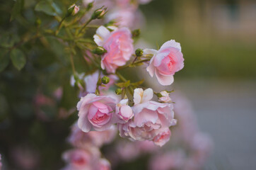 concept, garden and rosebush with pink roses, with blurred foreground