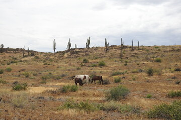Wild horses roaming the Sonoran Desert off highway 188 in the Tonto National Forest, Arizona.