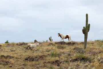 Wild horses roaming the Sonoran Desert off highway 188 in the Tonto National Forest, Arizona.