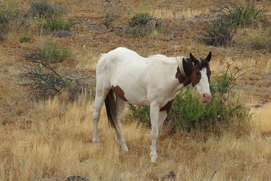 A wild horse roaming the Sonoran Desert off highway 188 in the Tonto National Forest, Arizona.