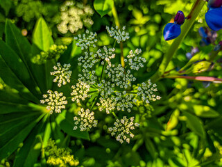 white little flowers on umbels