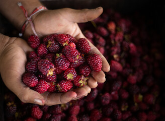 Blackberries in the hands of a peasant man