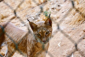 Obraz premium iberian lynx