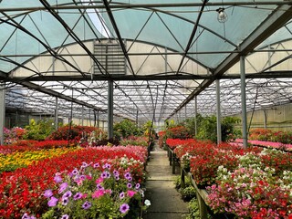 Greenhouse flowers