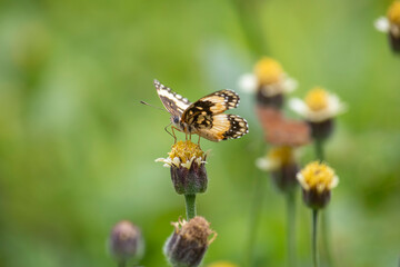 Mariposa sobre una flor.