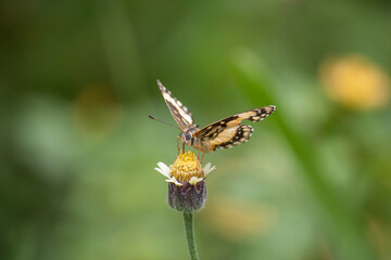 Mariposa sobre flor.