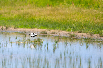 pied avocet bird in nature