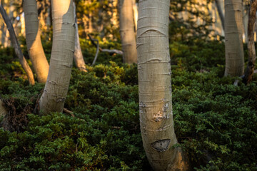 Aspen Tree Trunk Bends Up and Out of Forest Floor Plants Growth