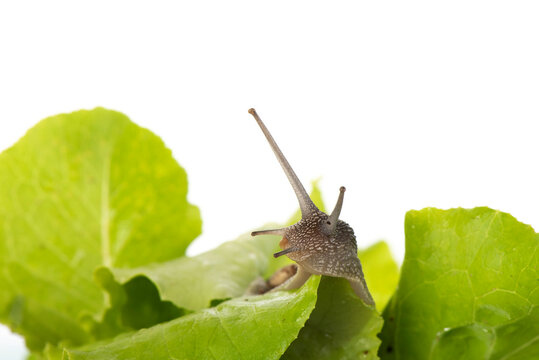 Snail in the salad isolated over white background