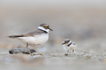 ittle ringed plover with his chick 