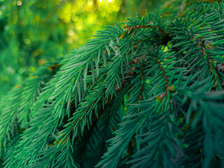 christmas tree branches