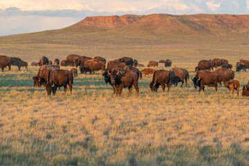 Fototapeta na wymiar Buffalo on the range