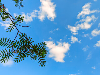 branches of a tree against blue sky