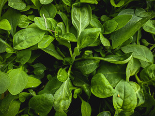 Green leaves petunia seedlings background