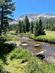 Obraz premium mountain river in the forest