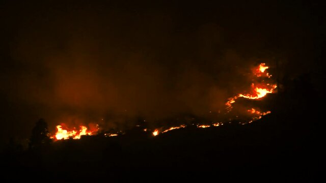 Forest Fire
