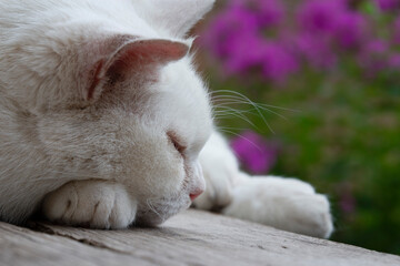 close up of a cat