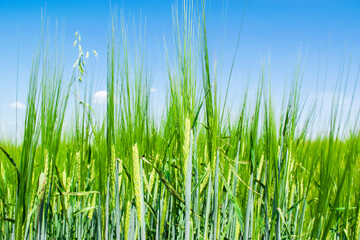 Sunlit green rye close-up sprouts in field on blue sky background. Concept of agriculture, productivity.