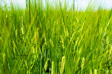 Sunlit green rye close-up sprouts in field on blue sky background. Concept of agriculture, productivity.