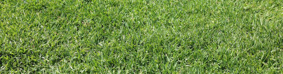 green grass background, green grass texture, grass 