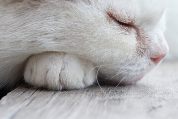 white cat sleeping