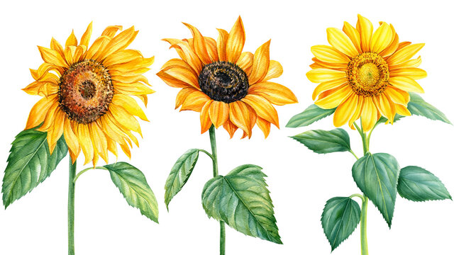 Set sunflowers, watercolor illustration, isolated white background, flora design 