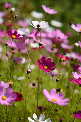 Cosmea flowers on flower bed