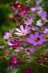 Fototapeta premium Cosmea flowers on flower bed