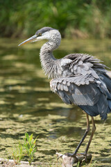 great blue heron ruffles its feathers in the mid summer sun