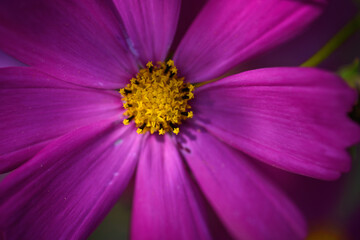 Fototapeta premium Cosmea flowers on flower bed