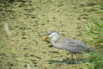 great blue heron (Ardea herodias) with fish