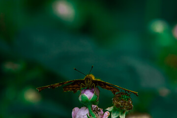 butterfly on a flower