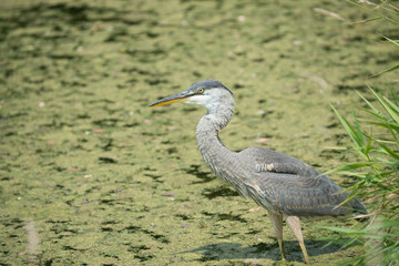 isolated great blue heron (Ardea herodias) in a pond