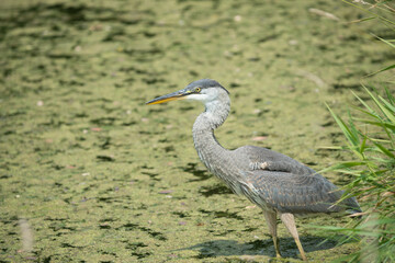 great blue heron