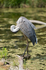 great blue heron (Ardea herodias) perched on a partly submerged log, as it preens its feathers in summer