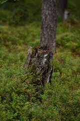 An old stump close up