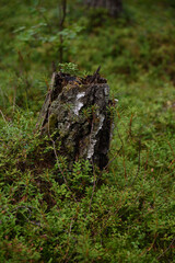 An old stump close up