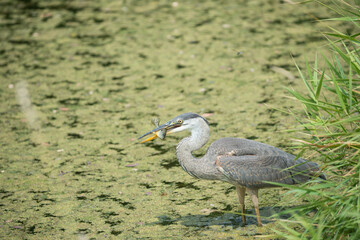 great blue heron catches a fish