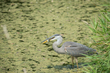 great blue heron with fish